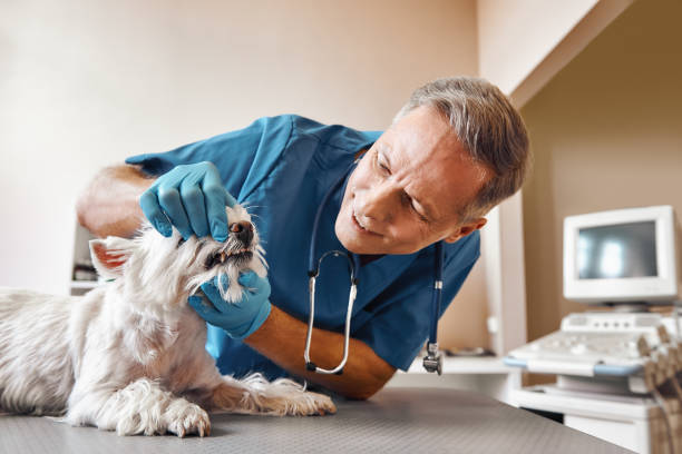 Best Pediatric Emergency Dentist in Covelo, CA